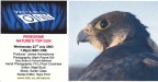 Peregrine - Nature's Top Gun